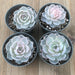 Echeveria Morning Beauty subsessilis - 4 inch | Plant | Harddy