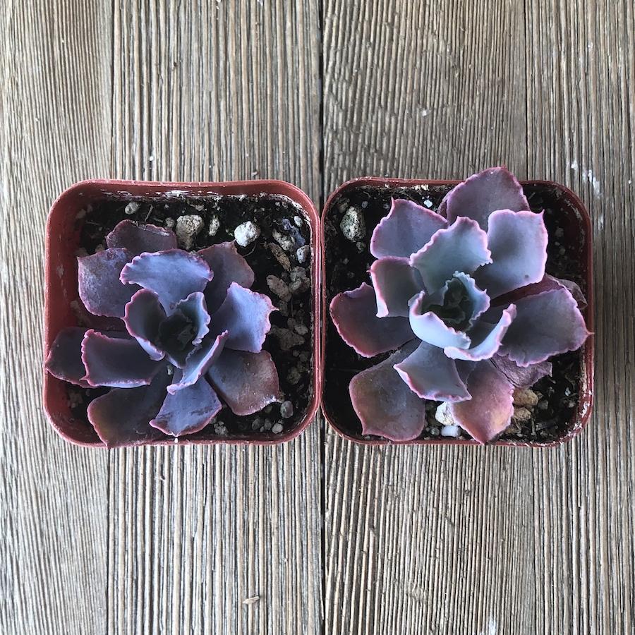 echeveria neon breaker succulent Echeveria Neon Breakers - Hybrid