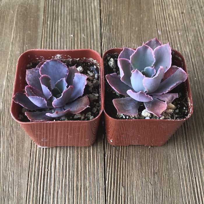 neon succulents Echeveria Neon Breakers - Hybrid
