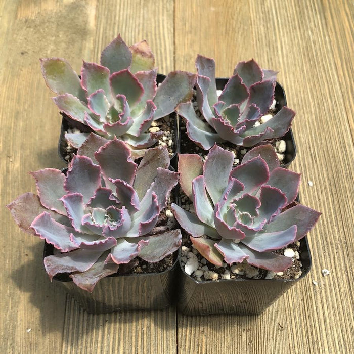 neon breakers succulent Echeveria Neon Breakers - Hybrid