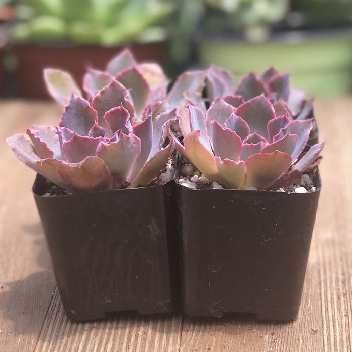 echeveria neon breaker succulent Echeveria Neon Breakers - Hybrid