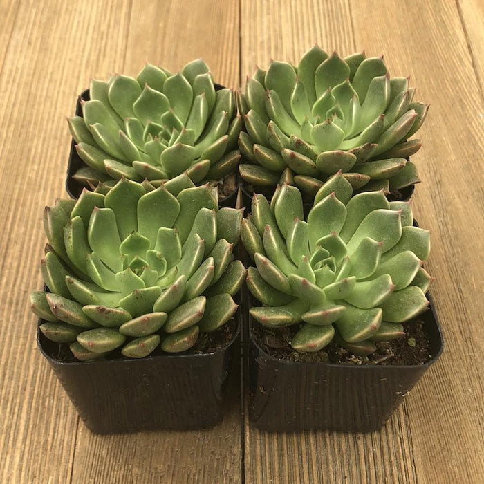 olivia succulent Echeveria Olivia