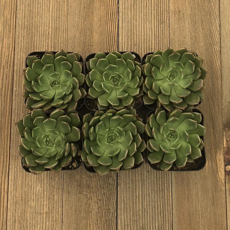 【✦echeveria✦再販受注生産✦size1✦Olive✦leather✦】 Echeveria_Olivia_450x450.jpg?v