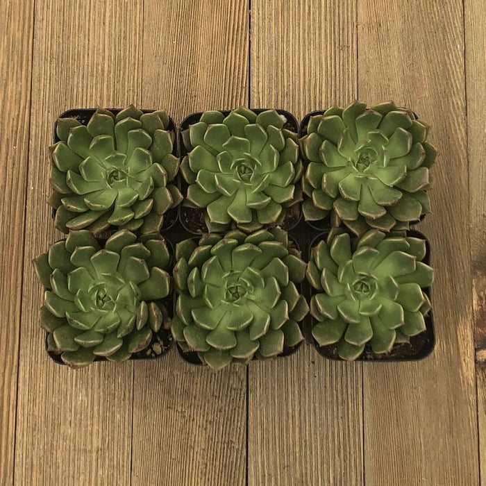 olivia succulent Echeveria Olivia