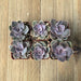 Echeveria Perle von Nurnberg | Plant | Harddy