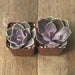 Echeveria Perle von Nurnberg | Plant | Harddy