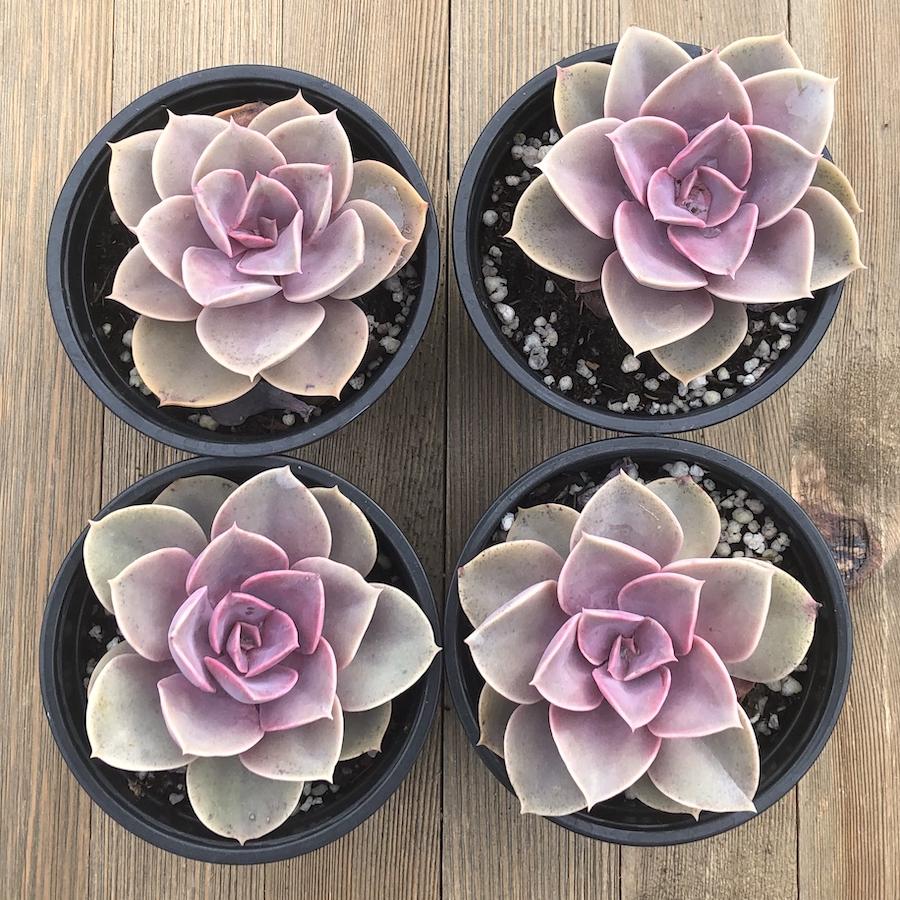 succulent perle von nurnberg Echeveria Perle von Nurnberg - 4 Inch