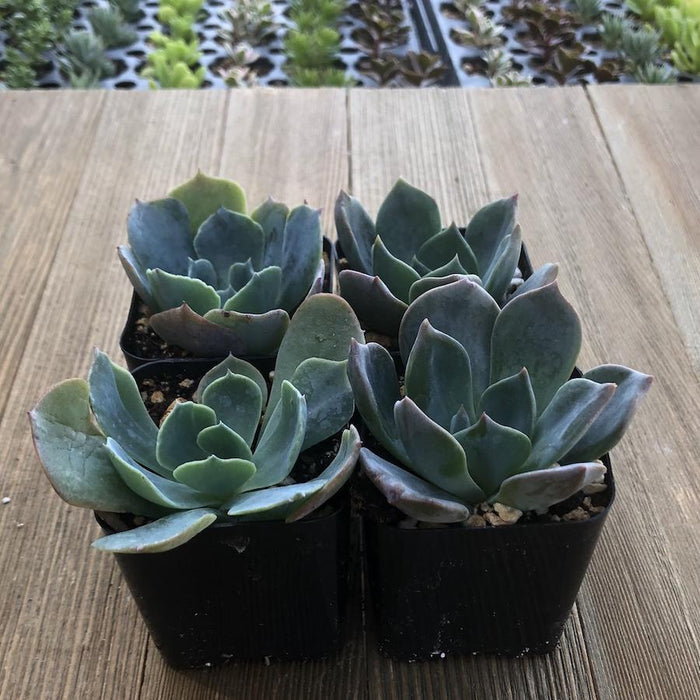 princess blue succulent Echeveria Princess Blue