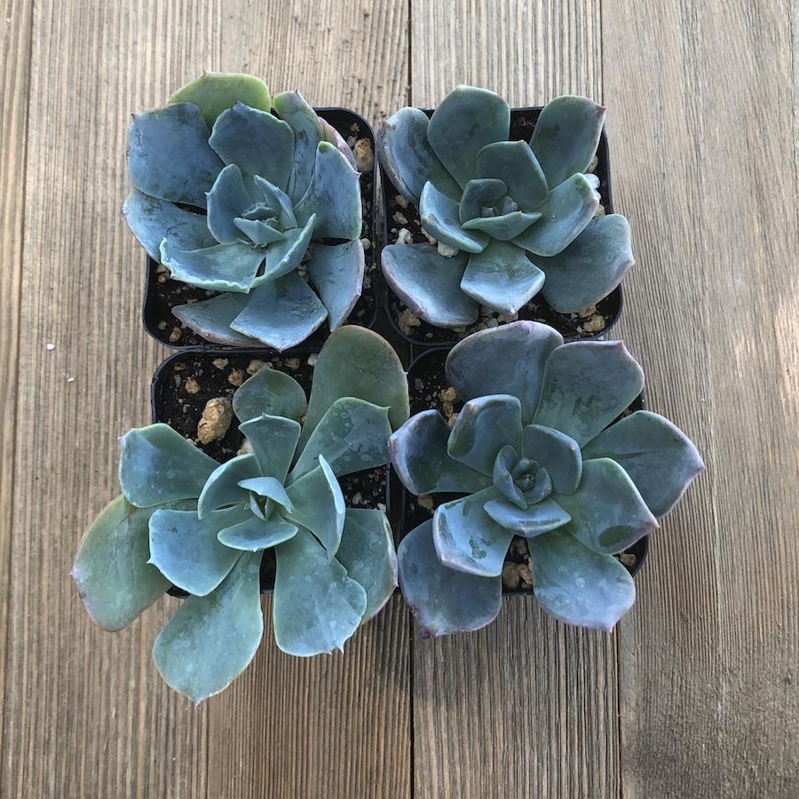 blue pearl succulent Echeveria Princess Blue