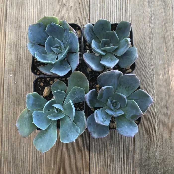 blue succulents for sale Echeveria Princess Blue