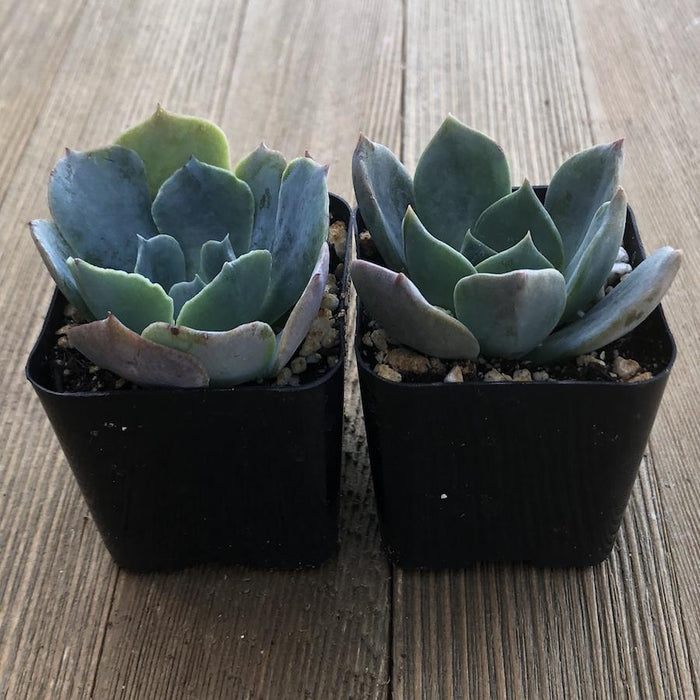 blue fairy succulent Echeveria Princess Blue