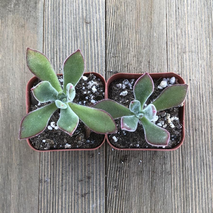 echeveria fuzzy succulent Ruby Blush - Chenille Plant - Fuzzy Echeveria Pulvinata