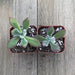 Ruby Blush - Chenille Plant - Fuzzy Echeveria Pulvinata | Plant | Harddy