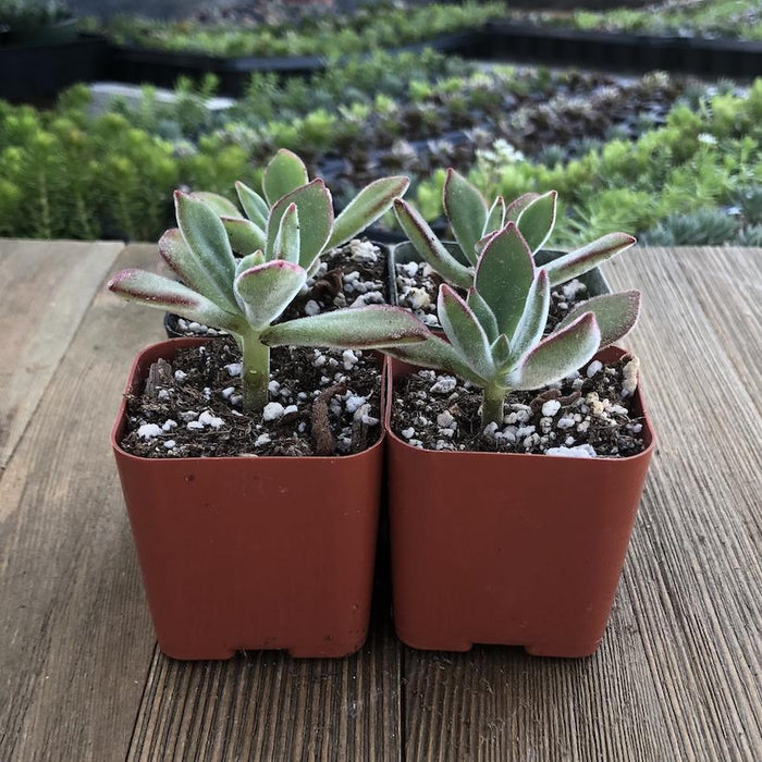 echeveria fuzzy succulent Ruby Blush - Chenille Plant - Fuzzy Echeveria Pulvinata