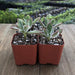 Ruby Blush - Chenille Plant - Fuzzy Echeveria Pulvinata | Plant | Harddy