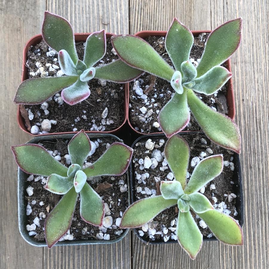 chenille plant succulent Ruby Blush - Chenille Plant - Fuzzy Echeveria Pulvinata