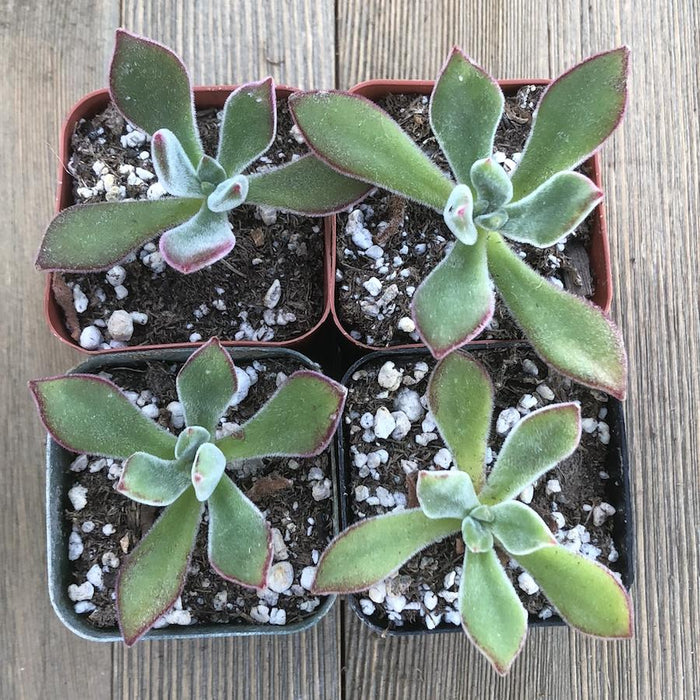 blush succulent Ruby Blush - Chenille Plant - Fuzzy Echeveria Pulvinata