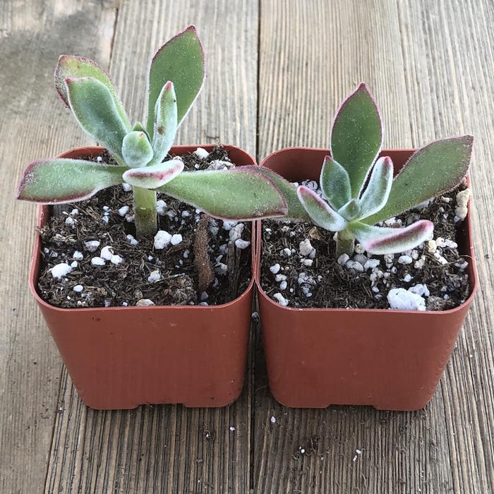 chenille succulent Ruby Blush - Chenille Plant - Fuzzy Echeveria Pulvinata
