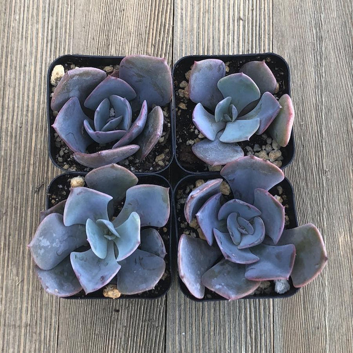 purple rosette succulent Echeveria Purple Pearl