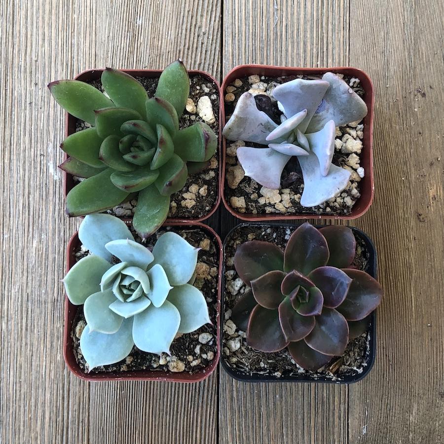 echeveria サイズ1 Echeveria Starter Pack | Premium Succulents Direct From the Nursery