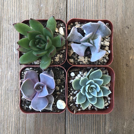 succulent starter plants Echeveria Starter Pack