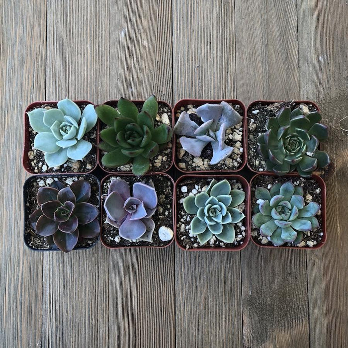 succulent starters for sale Echeveria Starter Pack