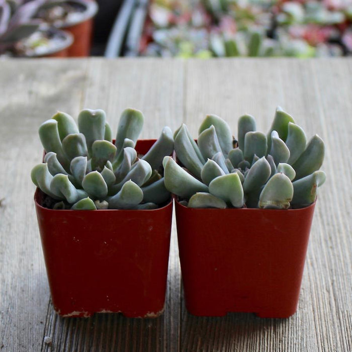 mexican hens succulent Echeveria Topsy Turvy - Mexican Hen and Chicks