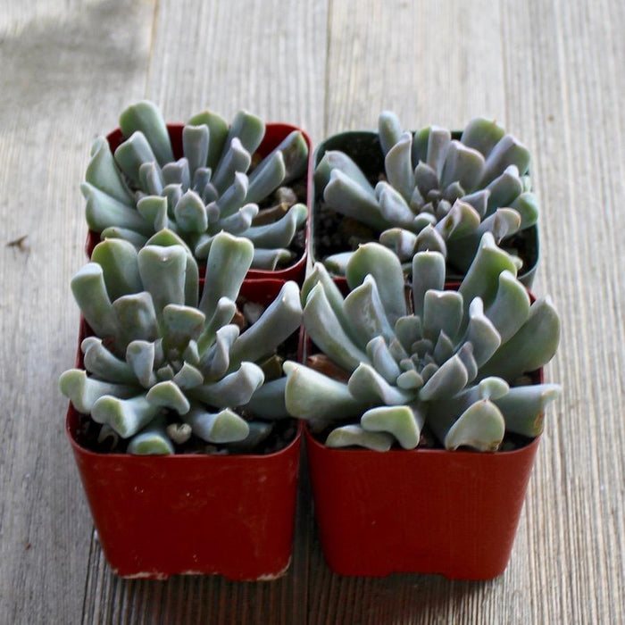 Echeveria Topsy Turvy - Mexican Hen and Chicks | Plant | Harddy