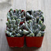 Echeveria Topsy Turvy - Mexican Hen and Chicks | Plant | Harddy