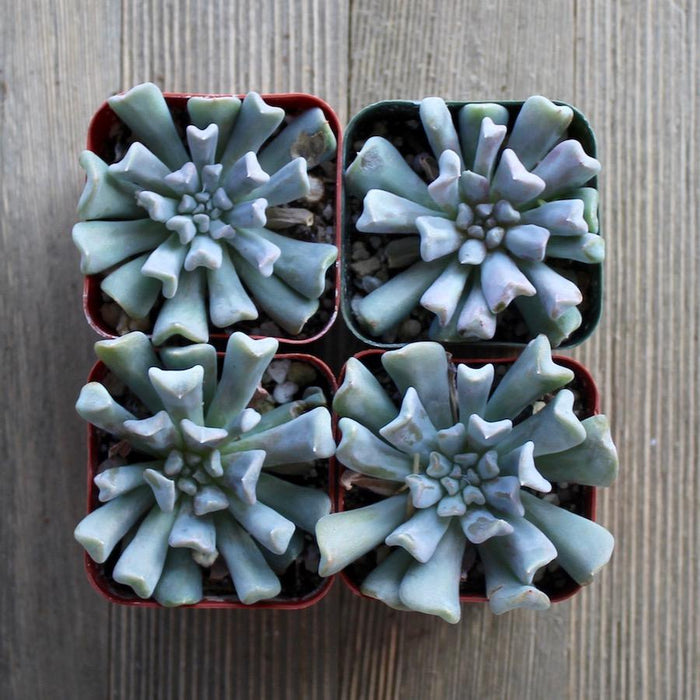 cubic frost succulent vs topsy turvy Echeveria Topsy Turvy - Mexican Hen and Chicks