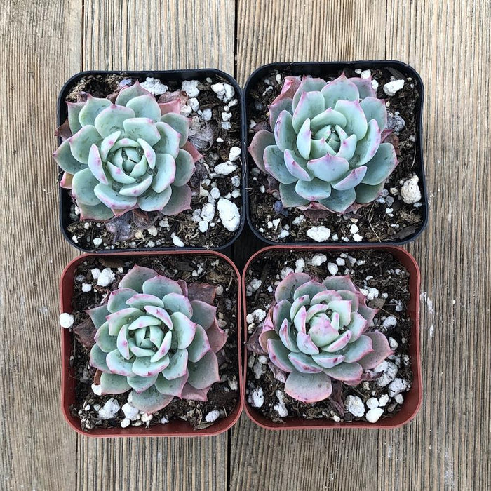 purple queen succulent Echeveria Violet Queen