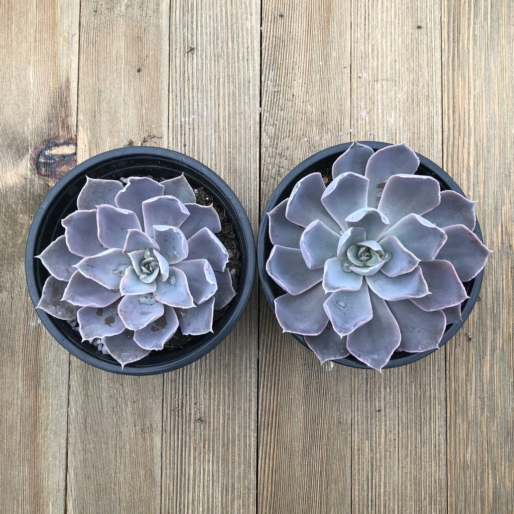 shaviana succulent Echeveria shaviana