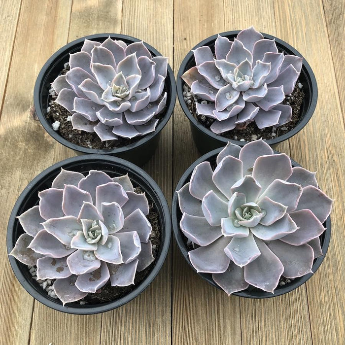 shaviana succulent Echeveria shaviana