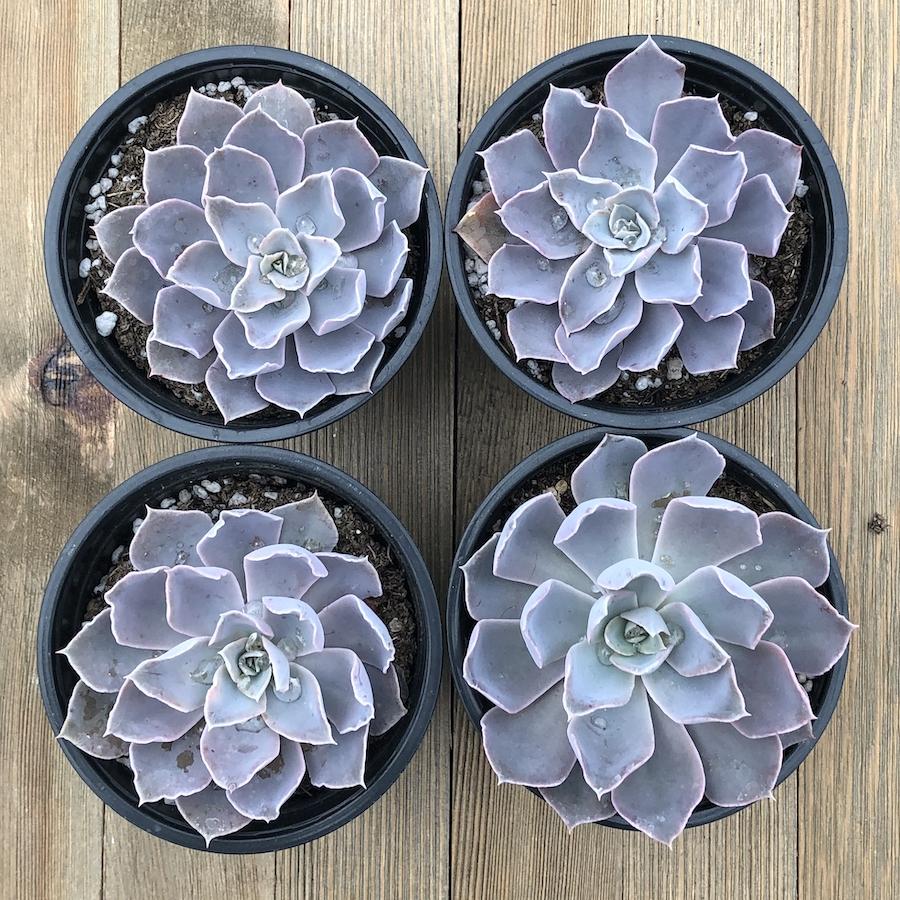 Echeveria shaviana | Premium Succulents Direct From the Nursery