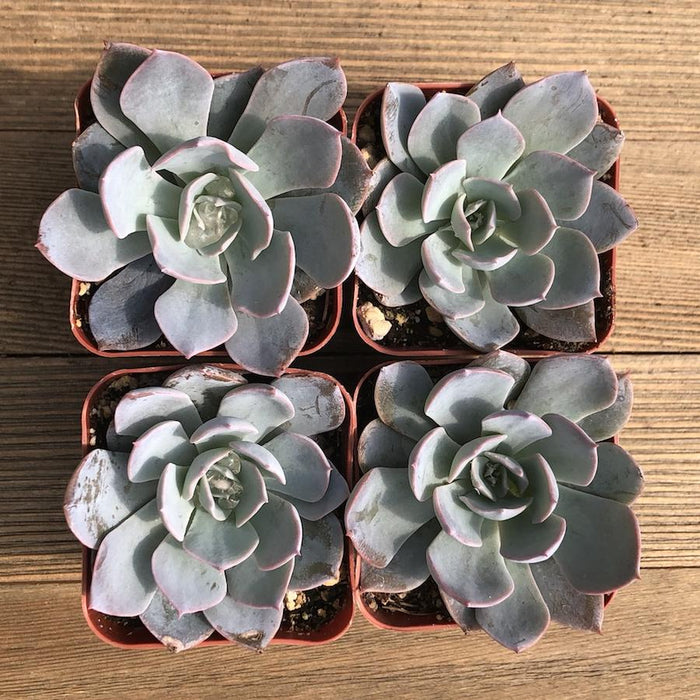 echeveria subsessilis succulent Morning Beauty - Echeveria subsessilis - 2 inch