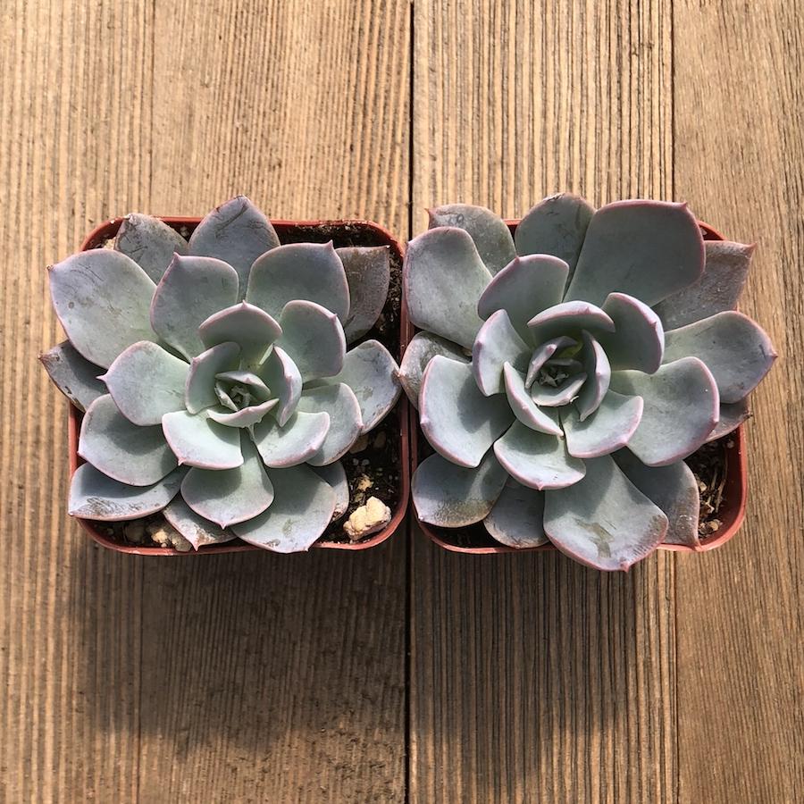 Forslag Overskyet Arving Morning Beauty - Echeveria subsessilis - 2 inch | Premium Succulents Direct  From the Nursery