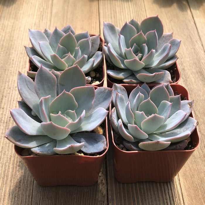 subsessilis succulent Morning Beauty - Echeveria subsessilis - 2 inch