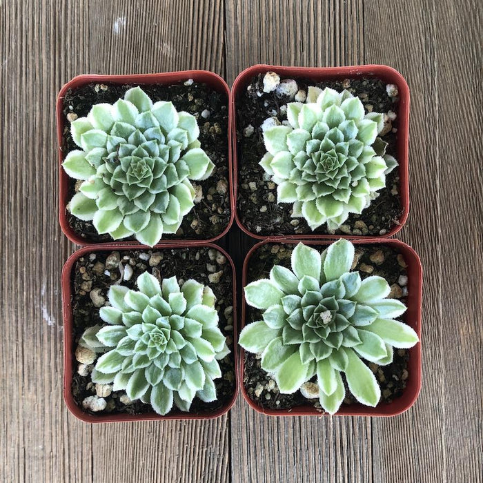 aeonium rosette succulent Emerald Ice Aeonium - 2 inch
