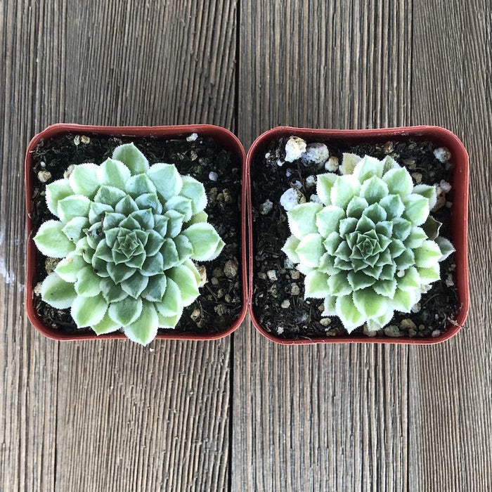 emerald empress succulent Emerald Ice Aeonium - 2 inch
