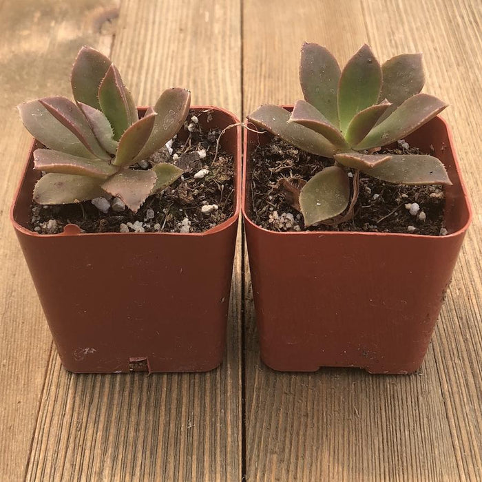 decorum plants indoor Fairy Wings - Aeonium Decorum