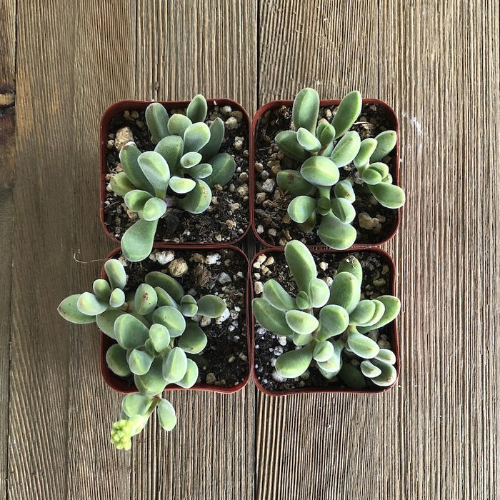 succulent plant with fuzzy leaves Fuzzy Crassula congesta - 2 inch
