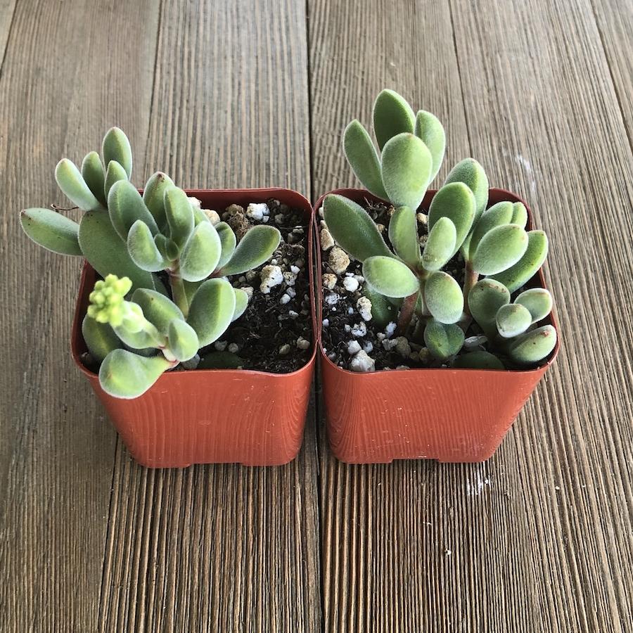 Fuzzy Crassula congesta - 2 inch | Premium Succulents Direct From the  Nursery