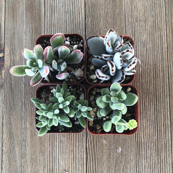 small fuzzy succulent Fuzzy Succulent Collection - 2 inch