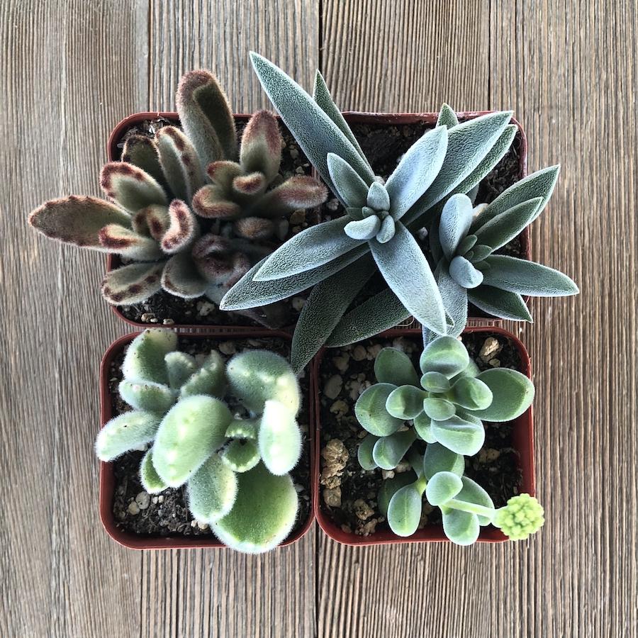 fuzzy succulent types Fuzzy Succulent Collection - 2 inch