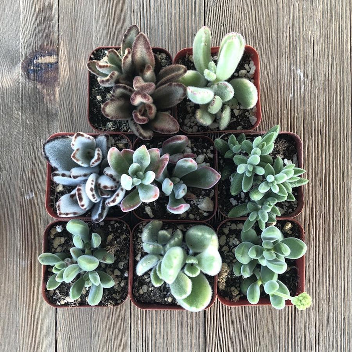 fuzzy succulents types Fuzzy Succulent Collection - 2 inch