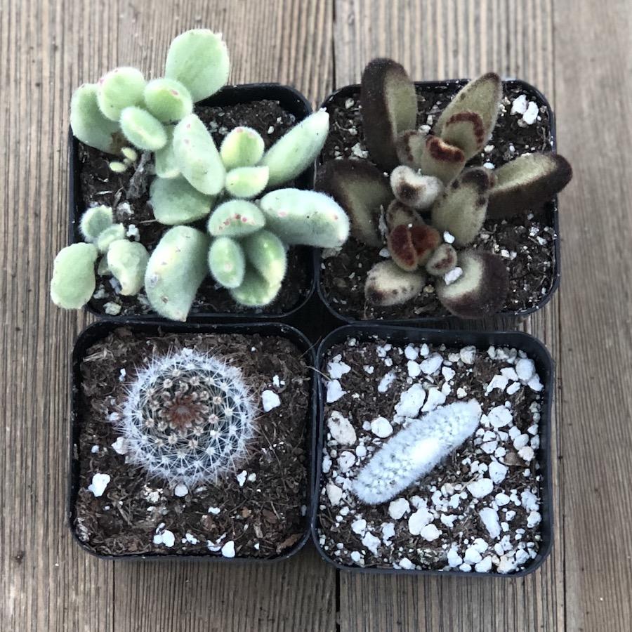 Fuzzy Frosty Spiky Succulent Collection