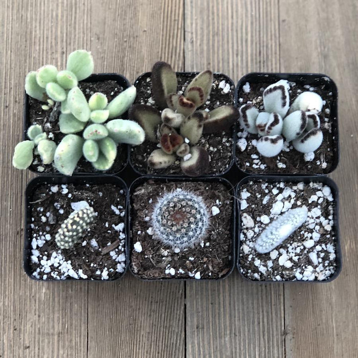 spikey succulents Fuzzy Frosty Spiky Succulent Collection