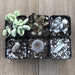 Fuzzy Frosty Spiky Succulent Collection | Pack | Harddy