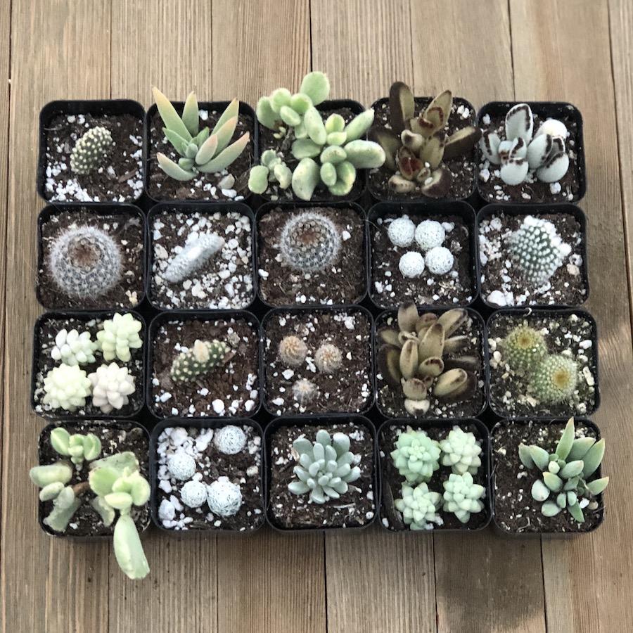 frost succulents Fuzzy Frosty Spiky Succulent Collection