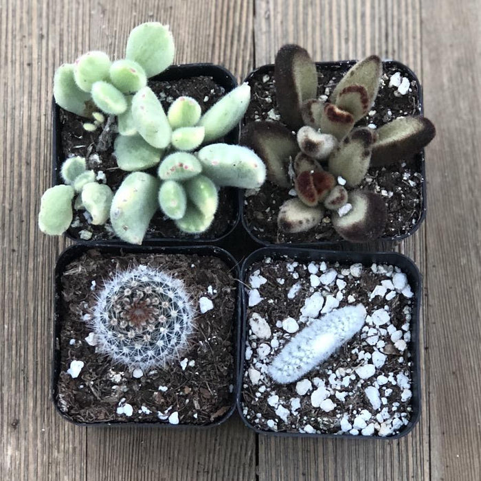 soft spiky succulent Fuzzy Frosty Spiky Succulent Collection